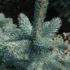 Baby Blue Eyes Spruce #5 - Image 2
